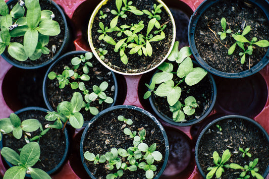 Growing Your Own Witch's Garden: A Practical Guide to Cultivating Magickal Herbs