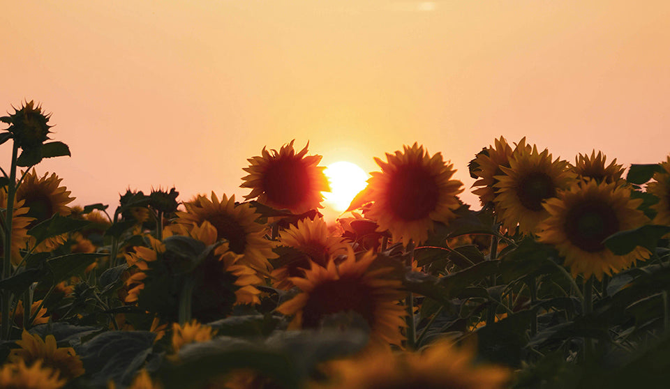 Crafting a Summertime Altar: A Guide to Celebrating the Season of Sun